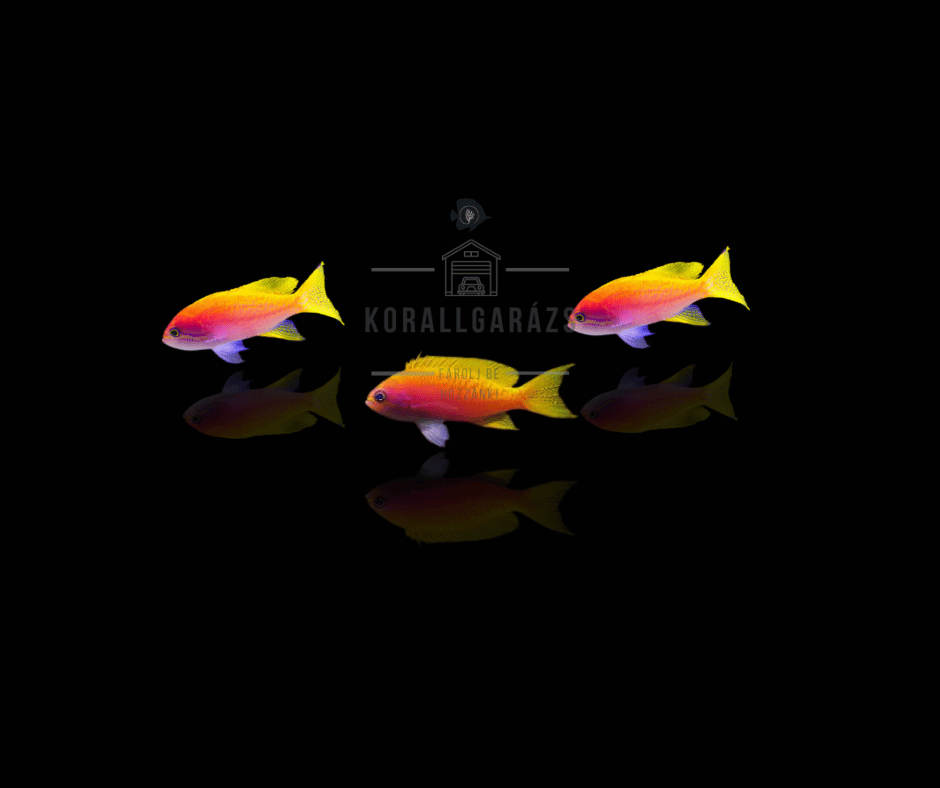 Pseudanthias Bimaculatus